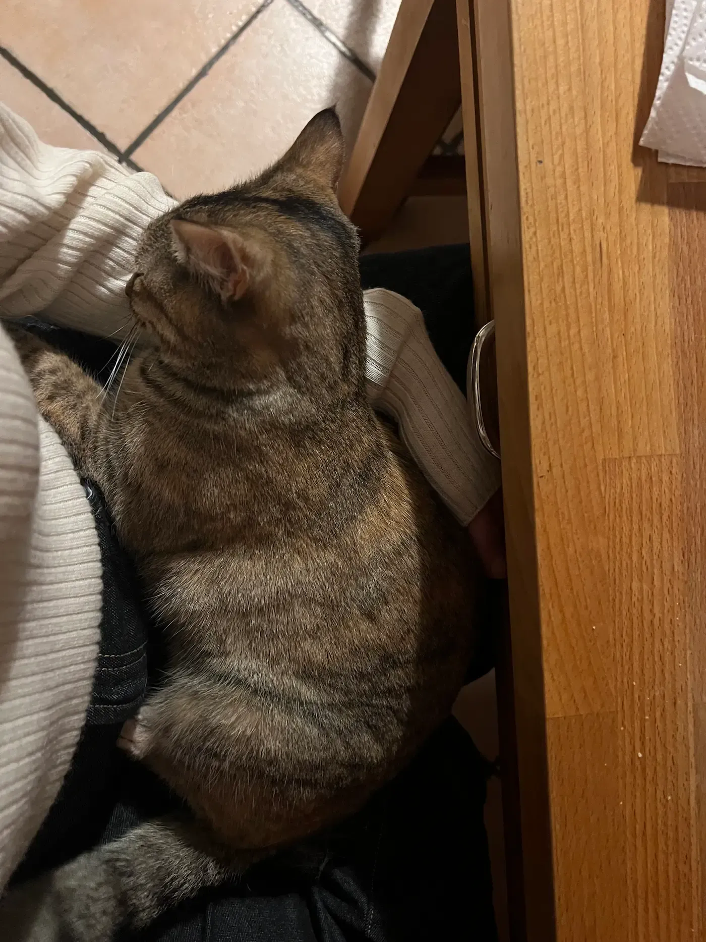 Cat sitting on a lap