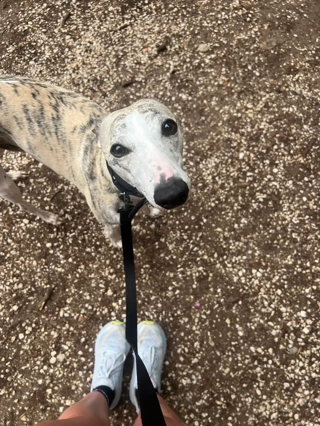 Uccello, a whippet Emily looked after
