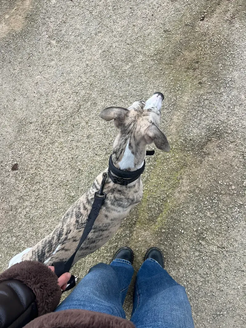 A whippet on a lead looking up at Emily