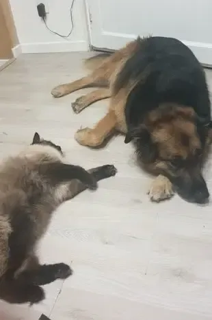 Dog and cat sitting together