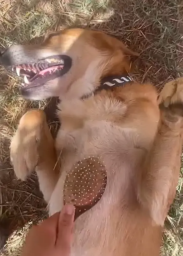 Itak getting a scratch