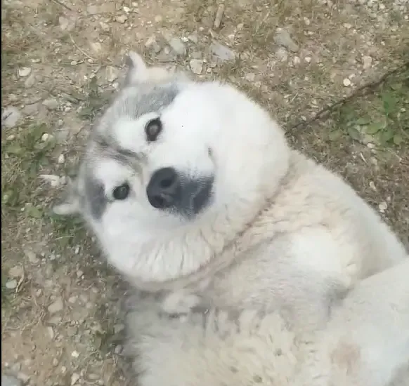 Maya, a husky, smiling