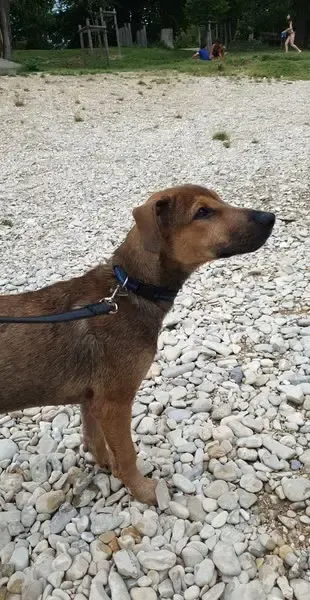A young brown dog on a lead, standing on pebbles