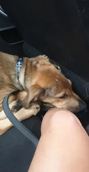 Puppy lying on its belly