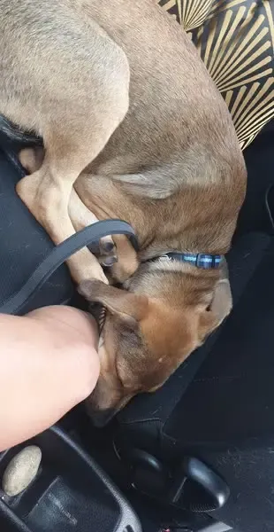 A puppy