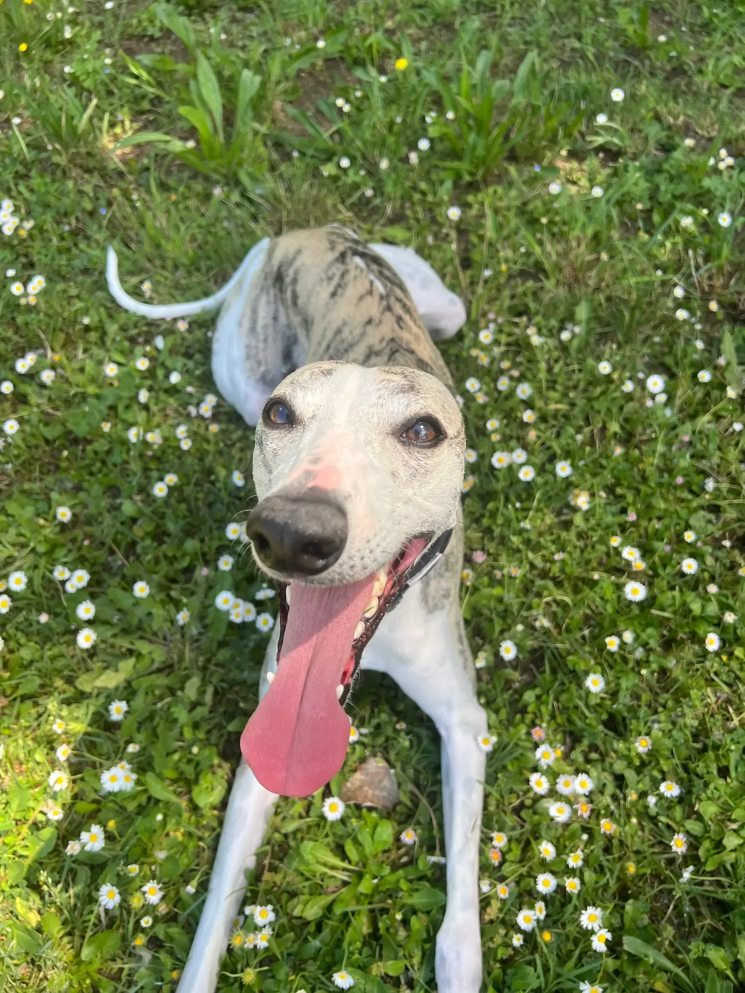 A whippet playing