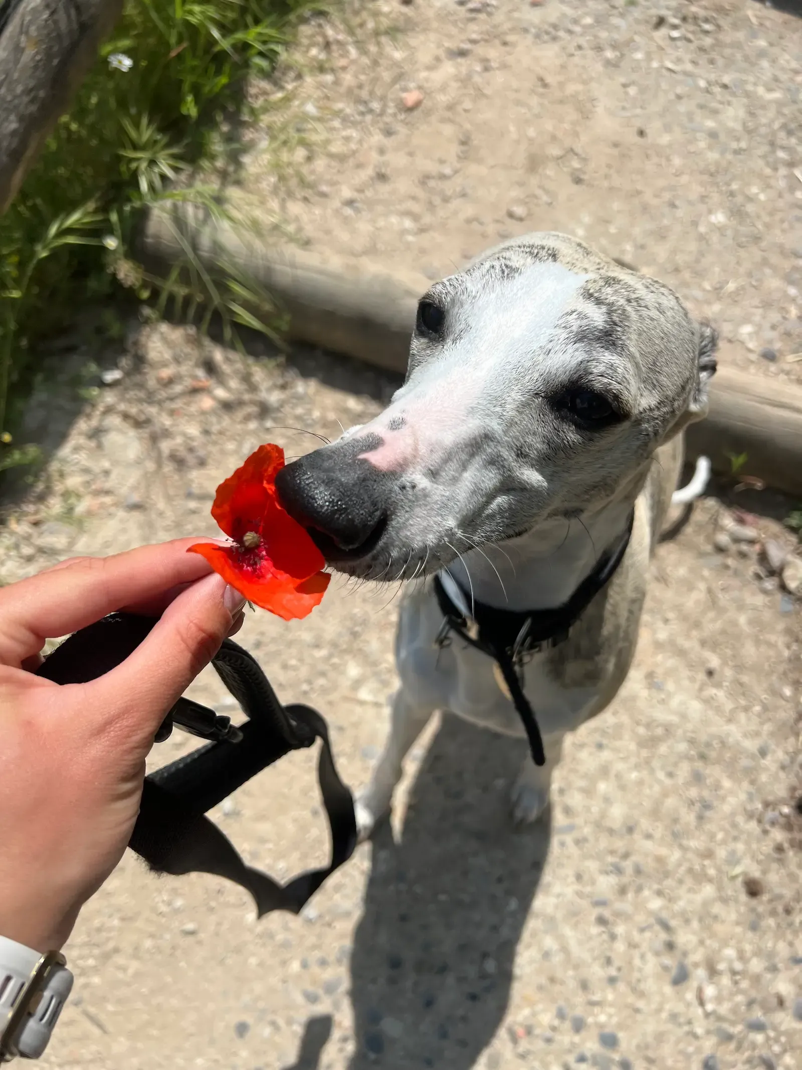 Whippet smelling a flower